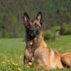 Illustration for article titled Heroic Secret Service Dog Dies in Line of Duty
